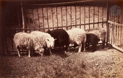 null Constant Famin (1827-1888)
Études animalières, 1870.
Lapins. Moutons dans un...
