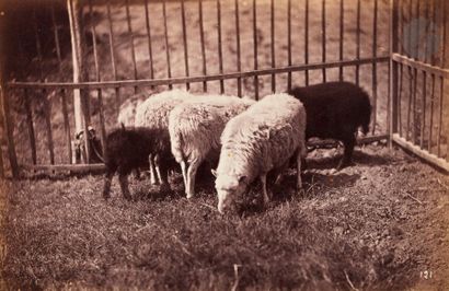 null Constant Famin (1827-1888)
Études animalières, 1870.
Lapins. Moutons dans un...