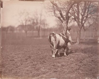 null Adolphe Braun (1812-1877)
Alsace, c. 1858.
Vache et vacher dans un verger.
Épreuve...
