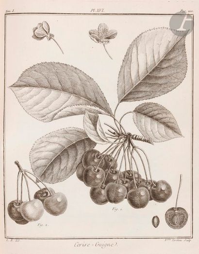 null DUHAMEL DU MONCEAU (Henri-Louis).
Traité des arbres fruitiers ; contenant leur...