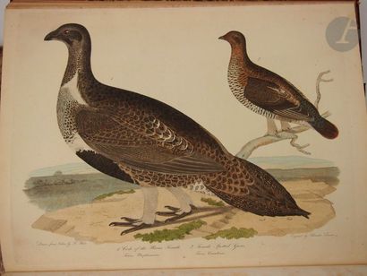 null BONAPARTE (Charles Lucien).
 American ornithology; or, the natural history of...