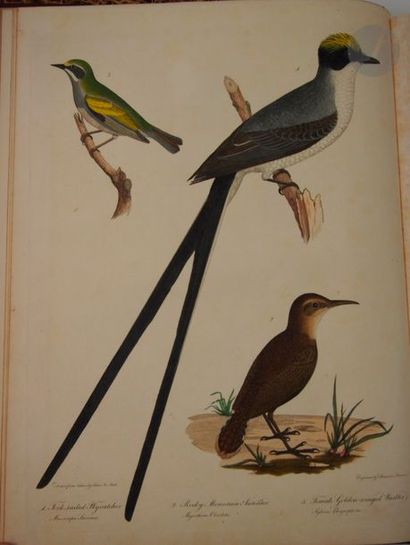 null BONAPARTE (Charles Lucien).
 American ornithology; or, the natural history of...