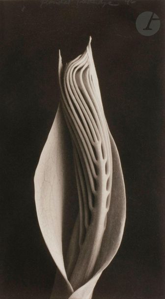 null Rondal Partridge (1917-2015)
Melianthus, 1996. Hood ornament, 1997.
Deux (2)...