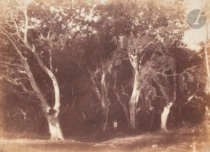 null Eugène Cuvelier (1837-1900) 
Forêt de Fontainebleau, c. 1860. 
Épreuve sur papier...
