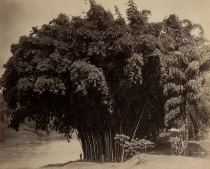 null Photographe non identifié 
Inde. Sri Lanka, c. 1870-1880. 
Arbre à caoutchouc....