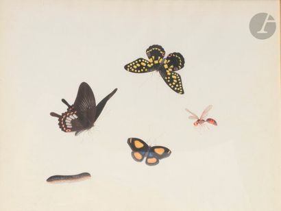 null École du Nord du XIXe siècle
Quatre études de papillons et insectes
Aquarelle...
