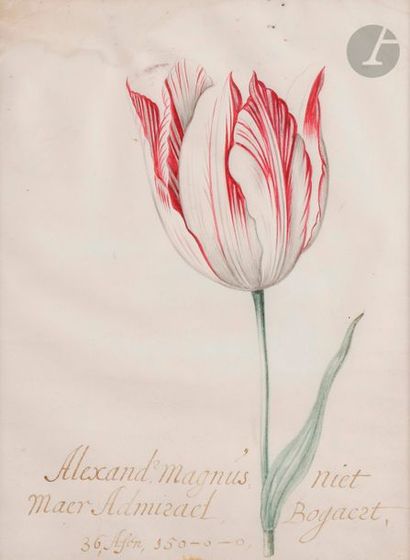 null Jacob MARREL (Frankenthal 1613 - Francfort 1681) (1613-1681)
Étude de tulipe
Aquarelle...