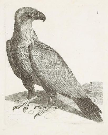 Rémy Willemet et Jean-François Coste Ornithologie abrégée de la France contenant...