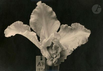 null Unidentified photographer Study of Flowers, c. 1930. Orchids. 
Two (2)
 period...