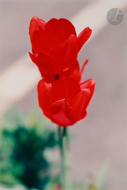 null *Thomas Struth (1954)
Pflanze Nr. 68. 2 Rote Tulpen. Winterthur, 1992. 
Épreuve...
