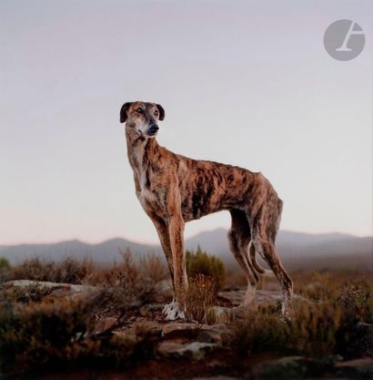 null Daniel Naudé (1984) 
Africanis dog. Sneenberg Pass, Murraysburg district, South...