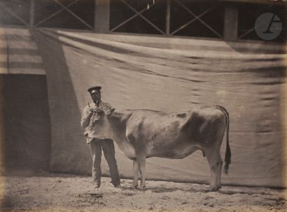 null Adrien Tournachon, dit Nadar Jeune
(1825-1903)
Concours agricole, 1856.
Vache...