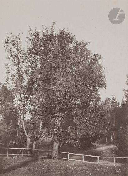 null Firmin-Eugène Le Dien (1817-1865)
Italie, 1852-1853. 
Étude d’arbre dans la...