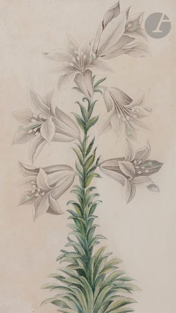  Study of a white lily, India, Company school style, 19th centuryInk and colored...
