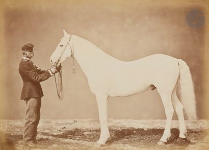  NN LISITSYN (XIXe siècle), photographe des haras d’État. Vers 1875 20 photographies...