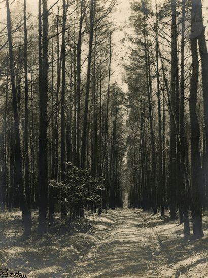 null Pierre Jahan (1909-2003)
Allée de pins en forêt d'Amboise, 1928. 
Épreuve argentique...