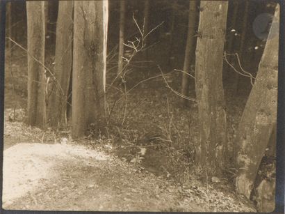 null Josef Sudek (1896 - 1976) 
La forêt, c. 1930. 
Épreuve argentique d’époque sur...