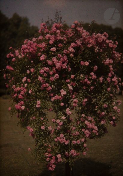 null Autochromiste non identifié 
Parc de Bagatelle. Étude florale, c. 1910. 
Deux...