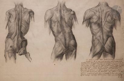 null 19th century French schoolTwo
studies of
anatomyBlack
pencil
, pen and brown...