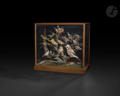 null Vitrine d’oiseaux naturalisés indigènes. 
Dans une vitrine sont regroupés :...