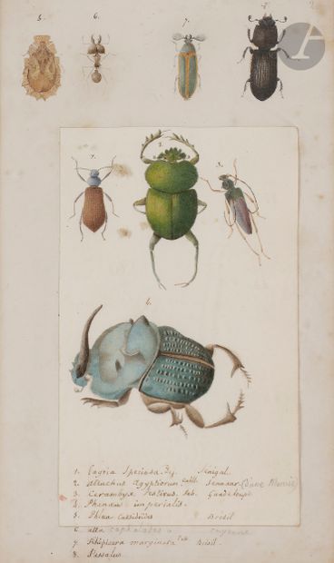 null ÉCOLE FRANÇAISE du XIXe siècle

Famille des scarabées : deux planches

Plume...