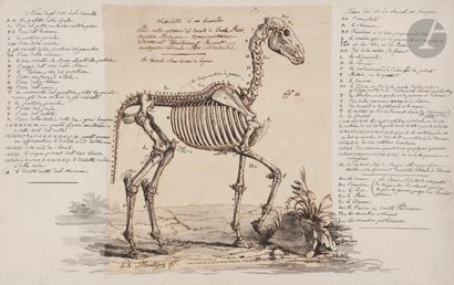 null Élie Honoré MONTAGNY (Paris c,1795 - 1864)

Studies of skinned horses after...