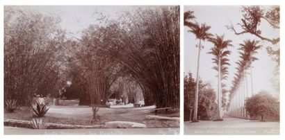 Marc Ferrez (1843-1923) Jardin Botanique (Rio de Janeiro). Allée des palmiers. Allée...