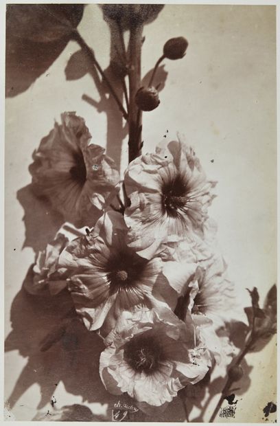 null Charles Aubry (1811-1877) 
Rose trémière, c. 1865. 
Épreuve sur papier albuminé,...