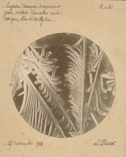 null L. Poivet
Microphotographie de cristaux, 1912-1914. 
Sulfate, acétate, arséniate...
