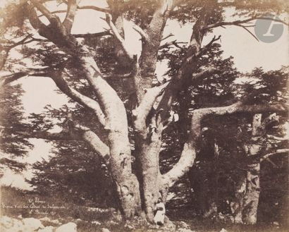  Ernest Benecke (1817 - 1894) Un des cèdres de Salomon sur le Mont Liban, 1852. Épreuve...