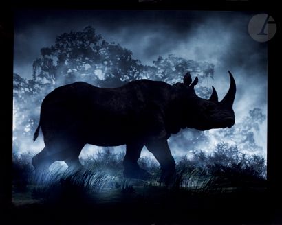 null Didier Massard (1953) 
The Rhinoceros, 2004. 
Vintage cibachrome, titled, dated,...