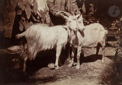  Giacomo Caneva (attributed to) and othersItaly , c. 1860. Goats. Oxen. Five (5)...