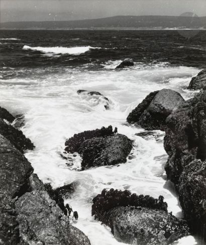  Wright Morris (1910 - 1998) Vue de la mer à la réserve d’État de Point Lobos. Californie,...