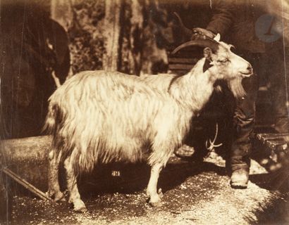 null Giacomo Caneva (attribué à) et divers
Italie, c. 1860. 
Chèvres. Bœufs. 
Cinq...