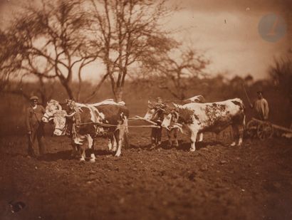  Adolphe Braun (1812 - 1877) Milking animals, c. 1870. Cattle. Horses and carriage....