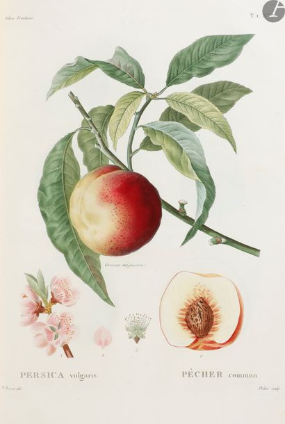 null DUHAMEL DU MONCEAU (Henri Louis).
Nouveau traité des arbres fruitiers contenant...