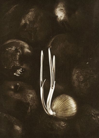 Jean Dieuzaide (1921-2003 )Onion shoot, 1976....