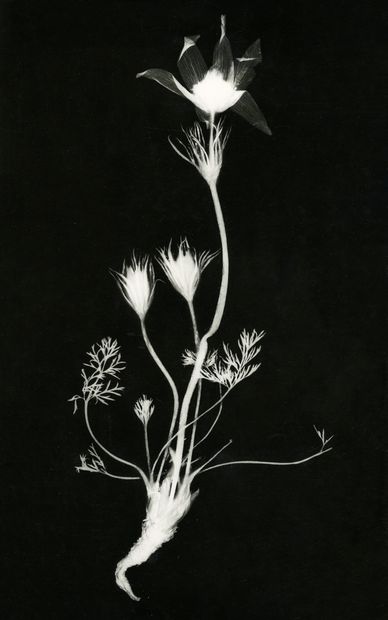 A. Delarue Photograms of plants, insects...
