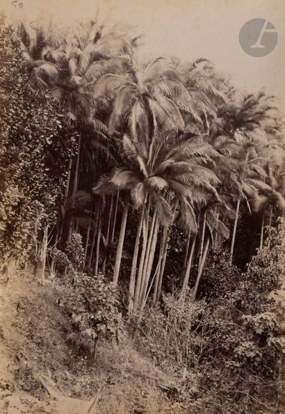 null Antoine Roussin (1819-1894
)Reunion Island, 1855-1858.
Album of Reunion Island,...