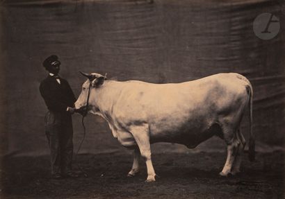 Adrien Tournachon, dit Nadar Jeune (1825-1903)
Vache...
