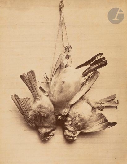 null Radoult Vaury & CieRetour
de chasse. Still life with birds, c. 1860-1870.
albumen...
