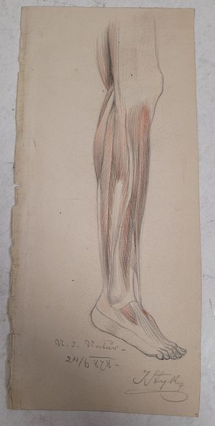 null Jan STYKA (1858-1925)
11 anatomical studies on paper
Lead pencil.
Signed (10),...