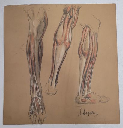 null Jan STYKA (1858-1925)
11 anatomical studies on paper
Lead pencil.
Signed (10),...