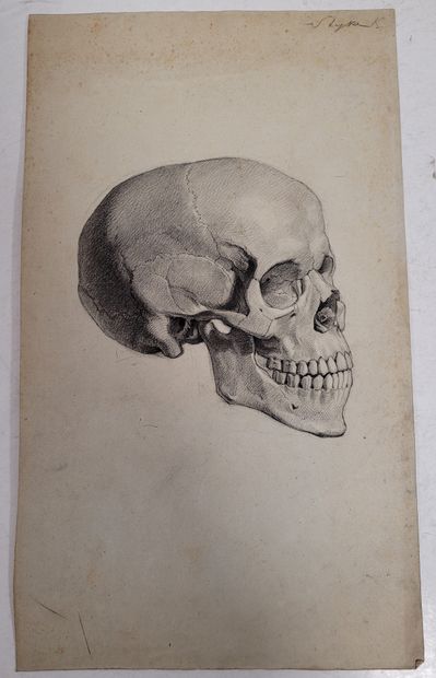 null Jan STYKA (1858-1925)
11 anatomical studies on paper
Lead pencil.
Signed (10),...