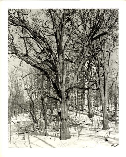 null EPSTEIN, Mitch (né en 1952) [Signed]

New York Arbor.
Göttingen, Steidl, 2013....