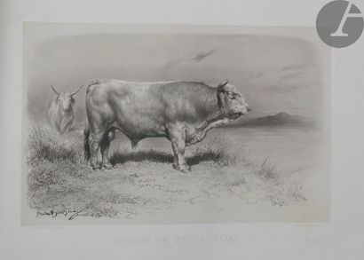 null BAUDEMENT (Émile).
Les Races bovines au concours universel agricole de Paris...