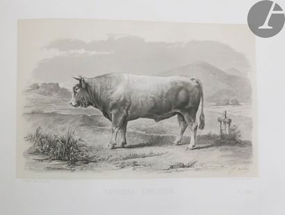 null BAUDEMENT (Émile).
Les Races bovines au concours universel agricole de Paris...