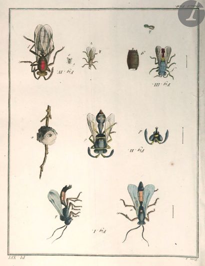 GEOFFROY (Étienne-Louis). Histoire abrégée des insectes, Dans laquelle ces Animaux...