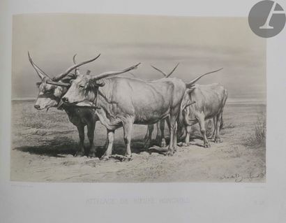 BAUDEMENT (Émile). Cattle breeds at the Universal...