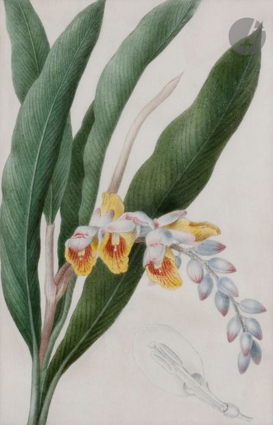 null *Pancrace BESSA (Paris 1772 - Écouen 1846)
Paire de planches botaniques figurant...